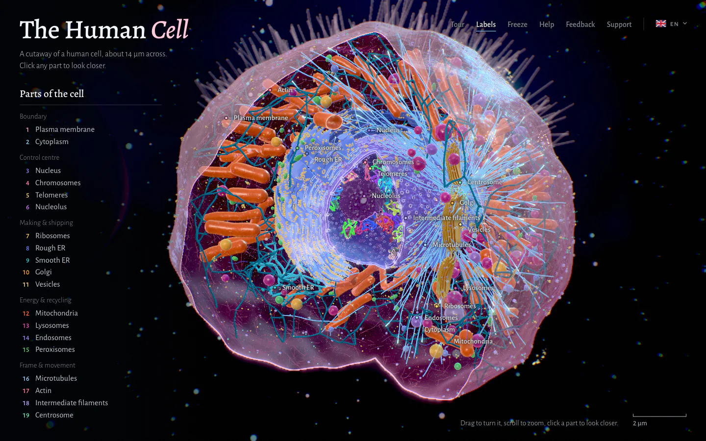 The Human Cell: a labelled 3D cutaway of a human cell, with the list of its parts beside it